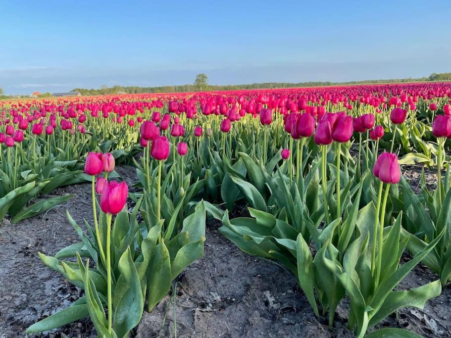 Zuidwolde  Luxe Vakantiehuis Met Prive Wellness מראה חיצוני תמונה